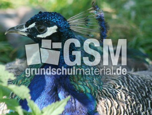 Blauer-Pfau-14.jpg